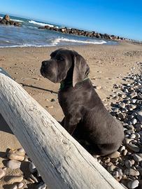 Cane corso