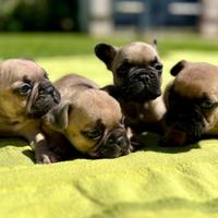 Bulldog francese cuccioli