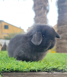 Coniglietto Minilop