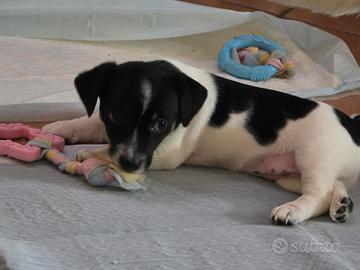 Cuccioli cane Jack Russell con certificato