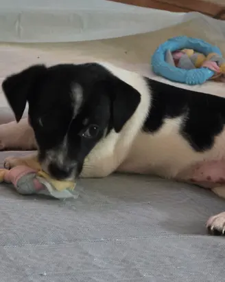 Cuccioli cane Jack Russell con certificato