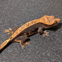 Correlophus ciliatus - geco crestato