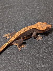 Correlophus ciliatus - geco crestato