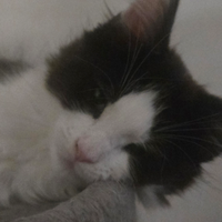 Maine coon xxxl pedigree Afef