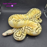 Pitone Reale Super Pastel Super Gravel