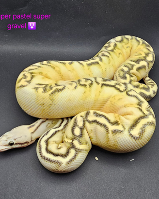 Pitone Reale Super Pastel Super Gravel