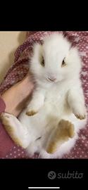 Coniglio bianco con occhi azzurri
