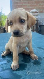 Cuccioli labrador