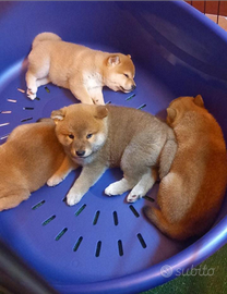 Ultima cucciola rossa disponibile