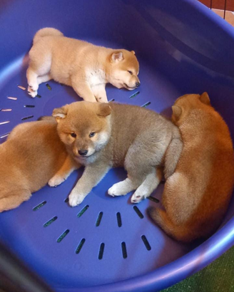 Ultima cucciola rossa disponibile