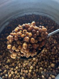 Esca Tigernut carpfishing