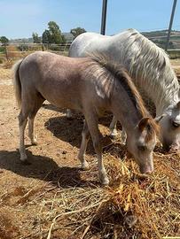 Pony Wesh