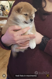 Shiba Inu con Pedigree