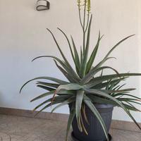 piante aloe vera 70cm
