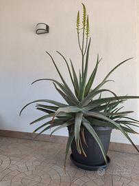 piante aloe vera 70cm