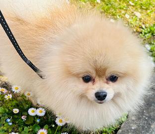 Vorrei una Fidanzata