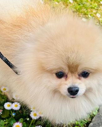 Vorrei una Fidanzata