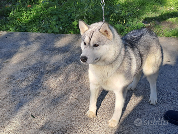 Siberian Husky