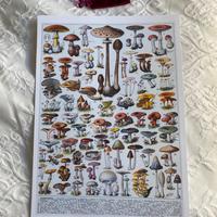 Poster grande stampa funghi quadro cucina lusso