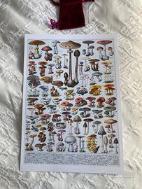 Poster grande stampa funghi quadro cucina lusso