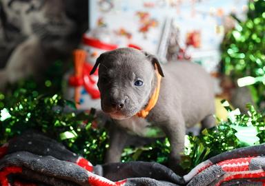 American pitbull terrier