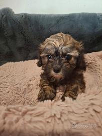 Cuccioli incrocio Shitzu Maltese
