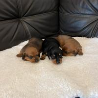 Cuccioli di bassotto