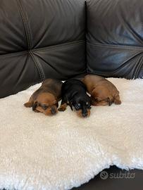 Cuccioli di bassotto