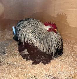 Gallo pamn