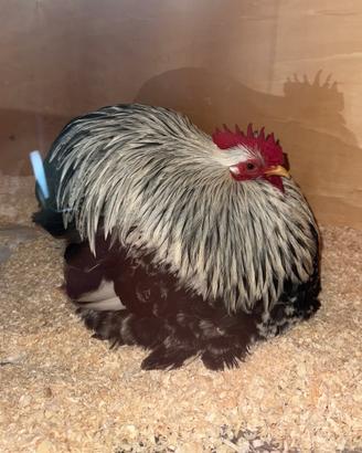 Gallo pamn