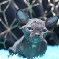 Ultimo maschietto black 09 sphynx