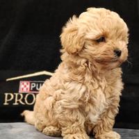 Cucciolo di maltipoo