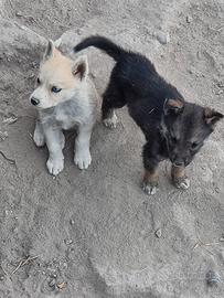 cuccioli siberian husky 