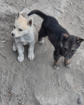 cuccioli siberian husky 