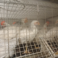 Galline ovaiole