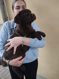 Cucciola di labrador cioccolato