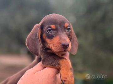 Cuccioli di Bassotto