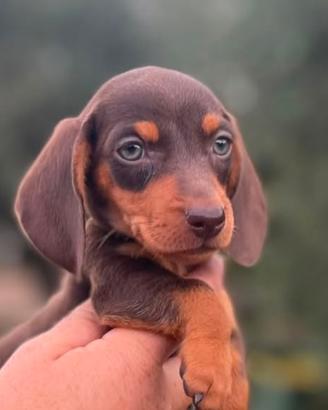 Cuccioli di Bassotto