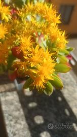 BORRACINA SEDUM PALMERI🌼