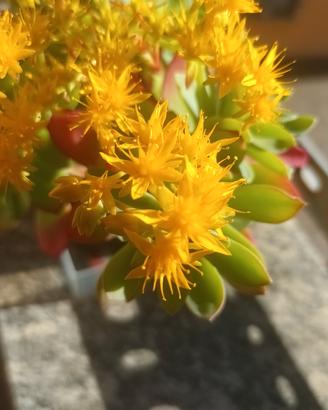 BORRACINA SEDUM PALMERI🌼
