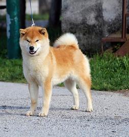 Shiba femmina