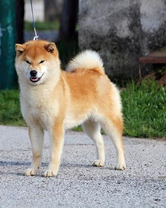 Shiba femmina in ADOZIONE