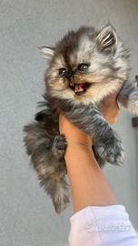 Gattina persiana