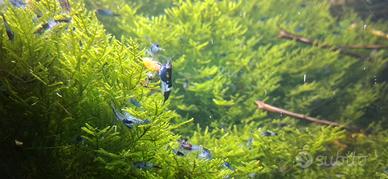 Caridine carbon rili