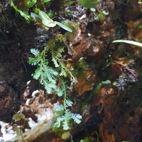 Talee Selaginella sp. pianta per terrario