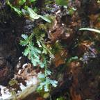 Talee Selaginella sp. pianta per terrario