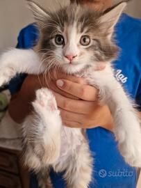 Cuccioli di Maine Coon - Gattini con pedigree