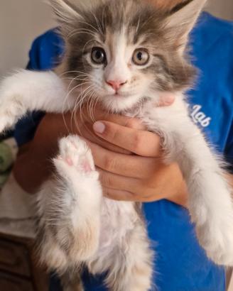 Cuccioli di Maine Coon - Gattini con pedigree