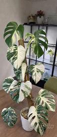 Talea Monster variegata Half Moon