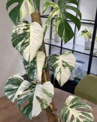 Talea Monster variegata Half Moon